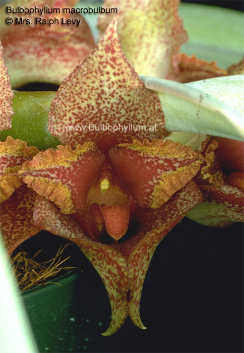 Bulbophyllum macrobulbum