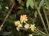 2983 Monimiaceae Decarydendron lamii