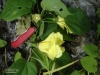 Hibiscus ferrugineus (02)